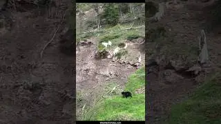 Bear Tries His Luck with Mountain Goats