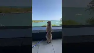 My dog visits Lake Michigan