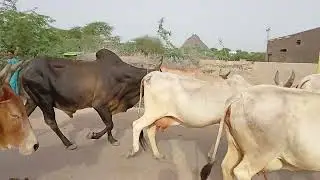 Yellow cow and balck bull ox breeding scene 