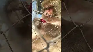 Monkey Kukuli 
