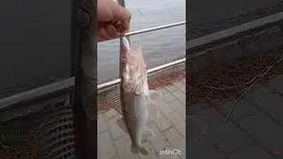 СУДАК НА СЕЛИКОН БЕЛОГО ЦВЕТА. КАК ЖЕ РАСТЯГИВАЕТСЯ ЭТА РЕЗИНА !
