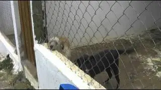 Cão Sem Dono