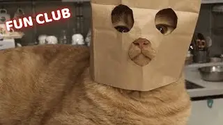ЛУЧШИЕ ПРИКОЛЫ  2022/ ПРИКОЛЫ ТИК ТОК/ ПРИКОЛЫ /CМЕШНЫЕ ЖИВОТНЫЕ /10 МИНУТ СМЕХА / ПРИКОЛЫ ДЛЯ ДЕТЕЙ