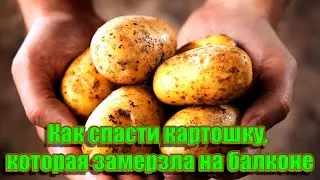➤ Как спасти картошку, которая замерзла на балконе ➤ Если замерзла картошка что делать?