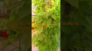 Flowers and Vegetables at Home Garden.