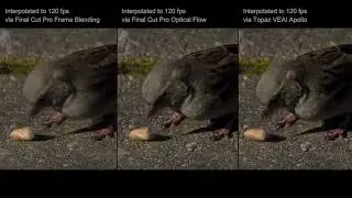 Sony RX10 IV Interpolation Test #2 (Frame Blending vs Optical Flow vs Topaz VEAI Apollo)