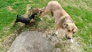 The Puppies are Hungry, but Mom doesn`t let Them Suck
