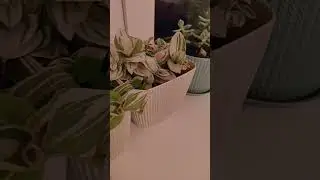 Мой подоконник с цветами.