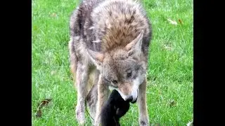 UBC Coyote Catching And Eating Squirrel