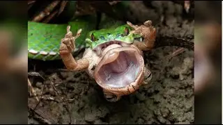 8 DEADLIEST Creatures Lurking in the Amazon Rainforest@UniverseQuests