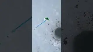 РАЗДАЧА ГУСТЕРЫ, рыбачу ВОЗЛЕ ДОМА, клёв БЕШЕНЫЙ