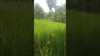 Dulu Saya dari tukang servis hp sekarang jadi petani