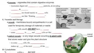 Science 7 - Unit 6 - Eukaryotic Cells - pg. 6-3 & 6-4