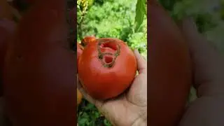 Томат Двухкилограммовый