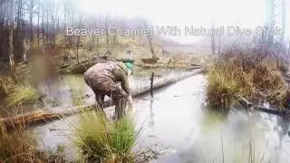 Охота (траппинг) бобра капканами в Америке.