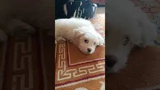 Dog Reaction to This Sound #shorts #dogs