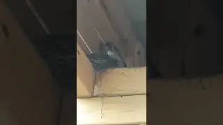 Гнездо с птенцами на даче. Дрозды