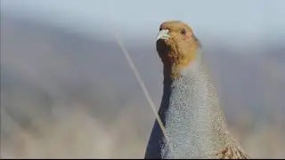 La perdiz pardilla (Perdix perdix)​
