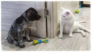 Raising and training a puppy - where to start!