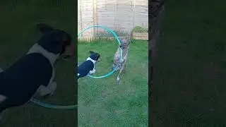 My Dog Holds Her Hoop While The Other Goes Through