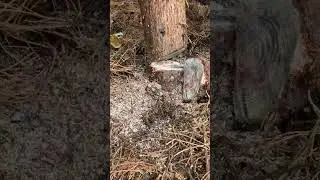 Tree cutting with Pole saw