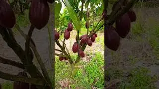 cocoa MCC 02