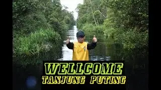 Trip Kalimantan : Orang Utan in Tanjung Puting National Park
