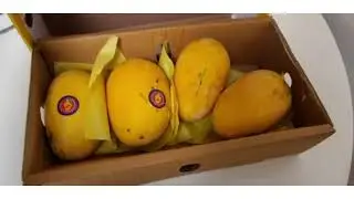 Pakistani mango in norway 🙂😄❤ #norway #mango # life in Norway