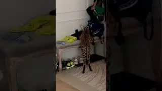 Что достаёт , моя антилопа пятнистая ? Ваши варианты ?🤣 такая самостоятельная