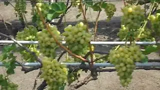 Виноград и шпалера. Так было у меня несколько лет назад.Теперь растут персики.