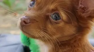 Adorable Chorkie Explores the Grass | The Daily Puppy