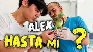 Alex Veterinerde - Papağanımı Veterinere Götürdüm