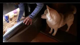 Siberian Husky Throws Tantrum Over Receiving Unwanted Bone