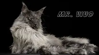 Mr. ViVo | Most handsome Maine Coon cat in the world.