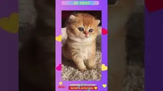 Que Amor!!! 🥰 #shorts (cute cats😍)