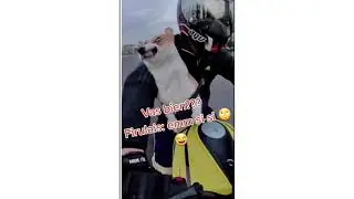 animales graciosos parte 1