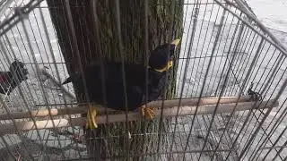 কথা বলা ময়না পাখি