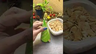 Pista Shell Craft for Christmas #shortvideo #shorts #trending