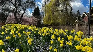 Deer Lake, Burnaby