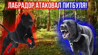 Лабрадор атаковал Питбуля!
