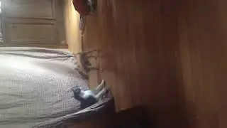 Puppy gets body slammed by annoyed cat