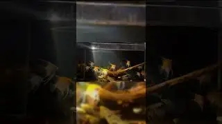 Boxtech LED zoom light for aquarium landscaping~ @BoxtechAquarium   #shorts#shortvideo