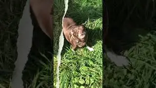 Волк🐺