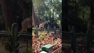 Lihat jerapah tinggi #masukberanda  #ragunanzoo