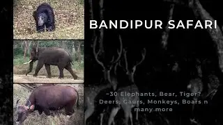 Bandipur Safari | Numerous Elephants | Bear | Tigers