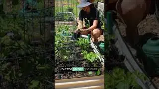Planting Peppers with Garden in Minutes Garden Grid