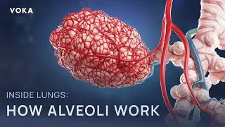 Inside the lungs: how alveoli work