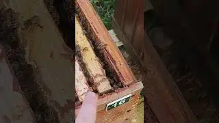 3 вощині 1 день