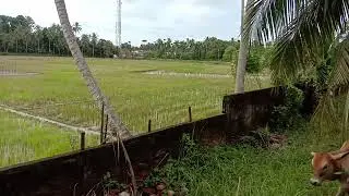Musim Turun sawah