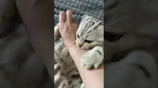 Булочка моя